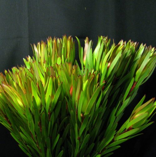 Leucadendron Gold Strike