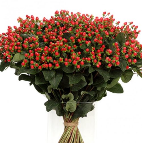 Hypericum Coco Family Rio