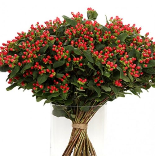 Hypericum Coco Family Diablo