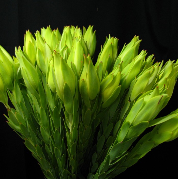 Leucadendron Procerum