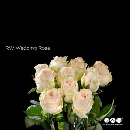 Wedding Rose