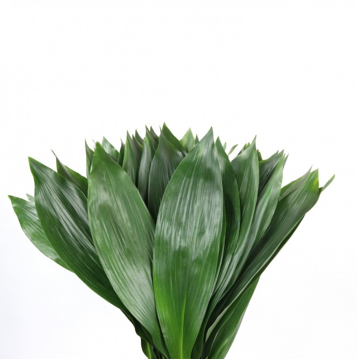 Aspidistra