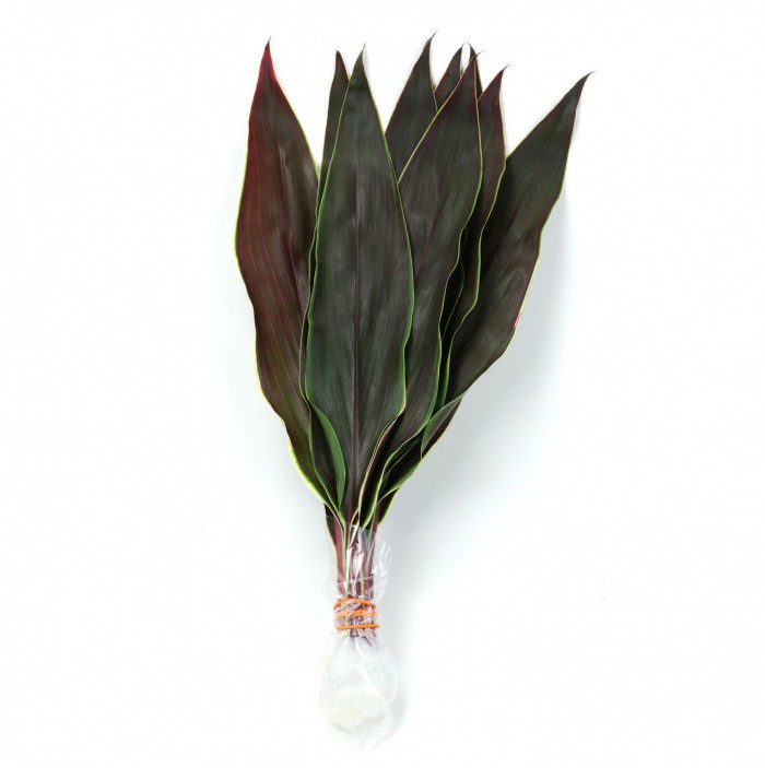 Cordyline Cappuccino Leaves