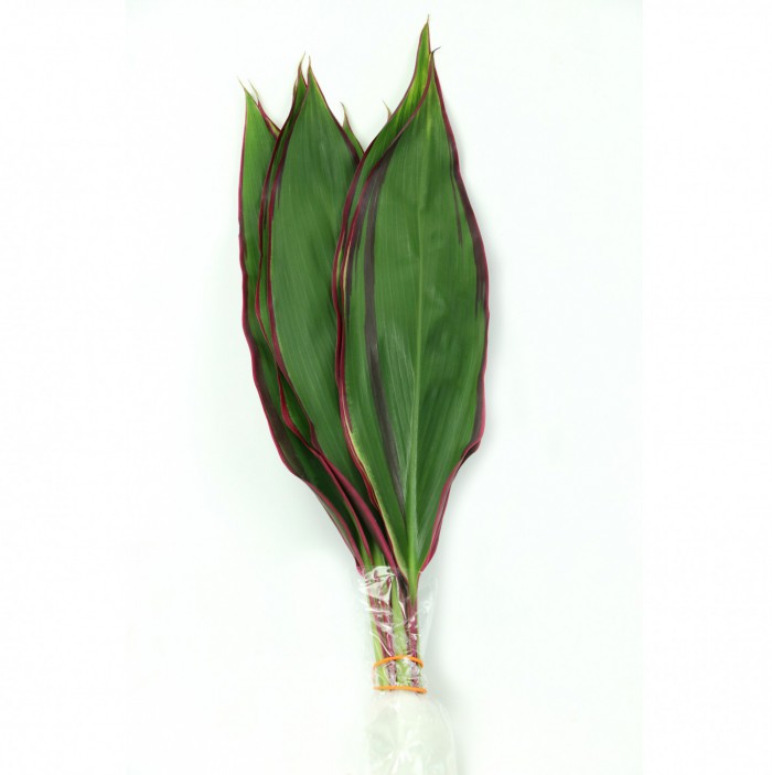 Cord. Lemon Red Edge Leaves