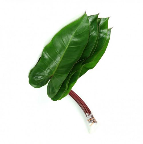 Philodendron Red Wing