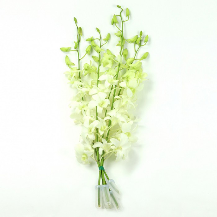 Bouquet 5 Stem White