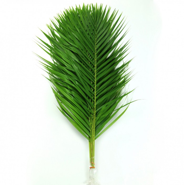 Areca 80 Cm