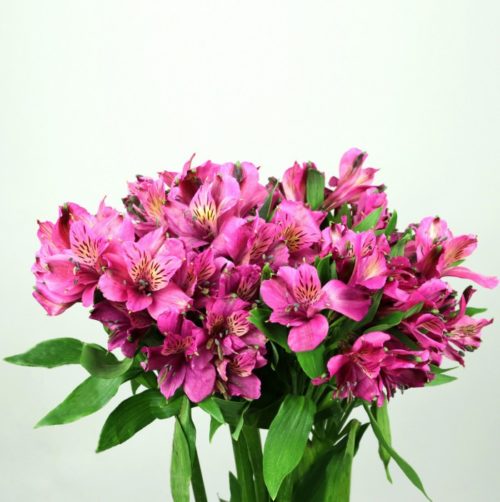 Alstroemeria – F.lli Barile S.p.A.