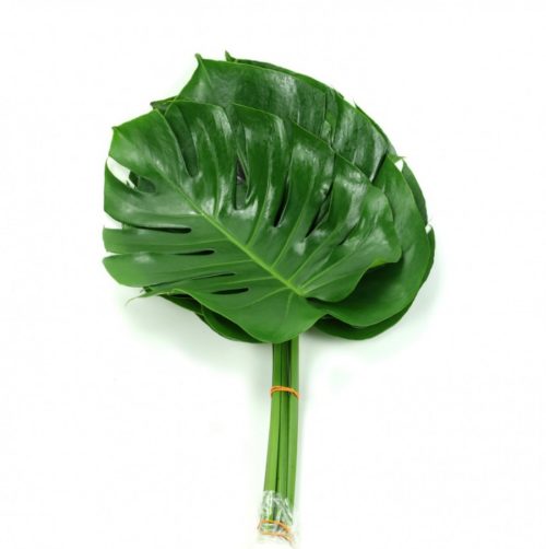 Monstera Medium