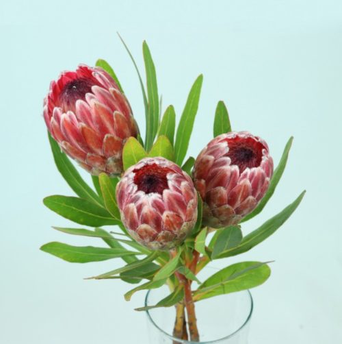 Protea Pink Ice