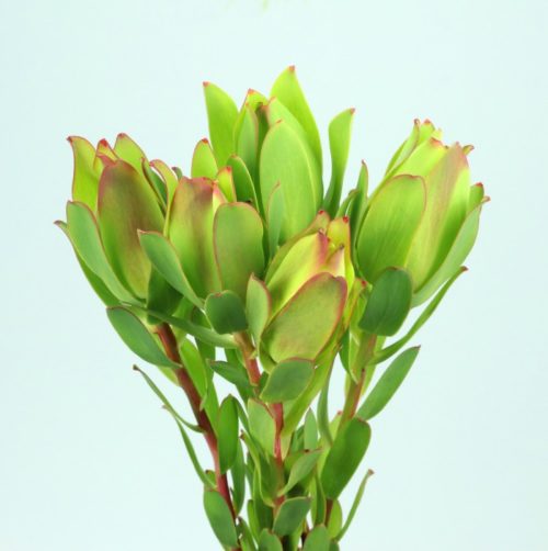 Leucadendron Mountain Rose