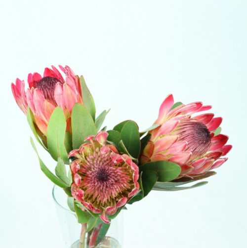 Protea Sylvia