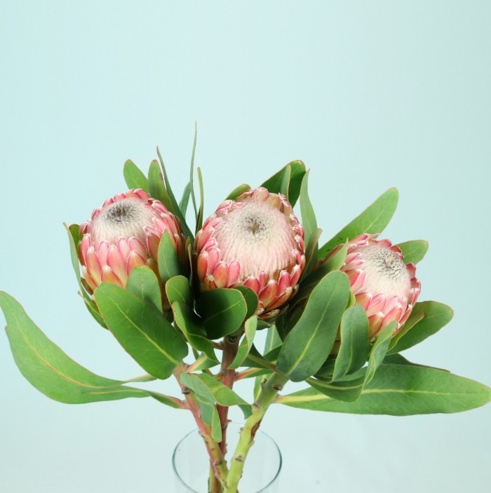 Protea Susara