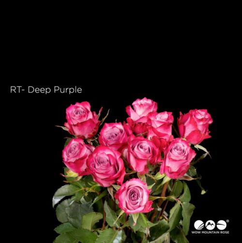 Deep Purple