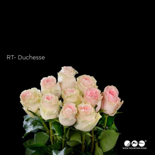 Duchesse