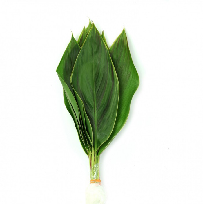 Cordyline Hawaii Flag Leaves