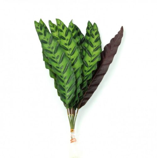 Calathea Peacock