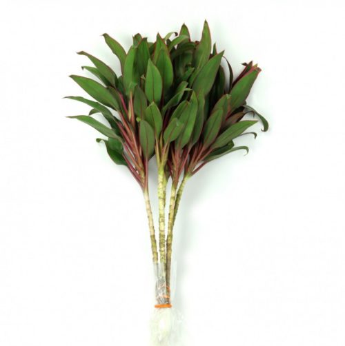 Cordyline Pink Compacto Top