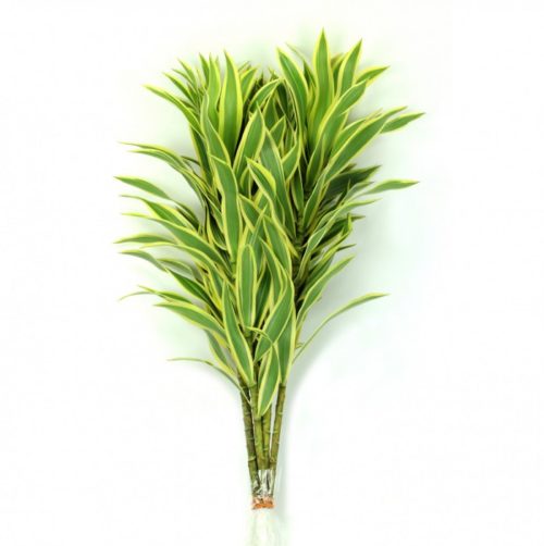 Dracena Song Of India