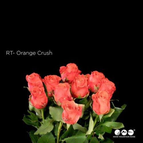 Orange Crush