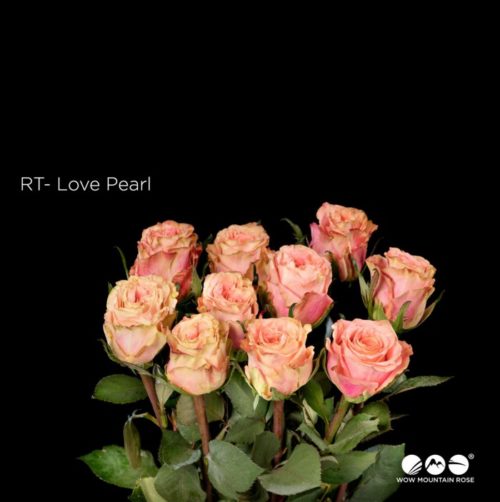 Love Pearl