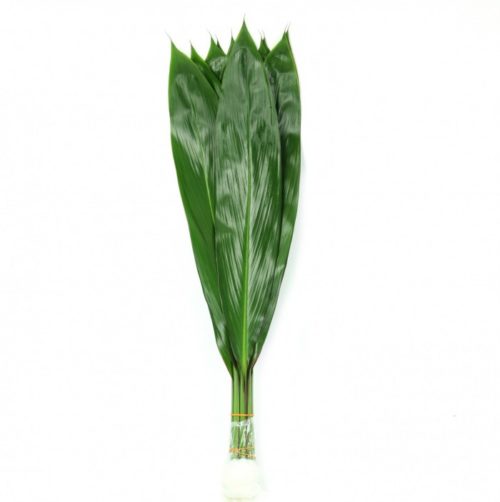 Cordyline Green Tea Leaves