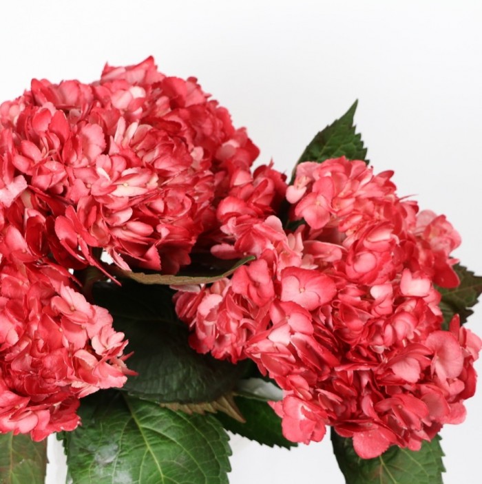 Hortensia Red