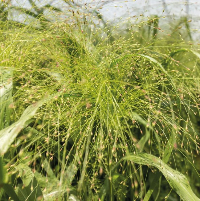 Panicum Fountain