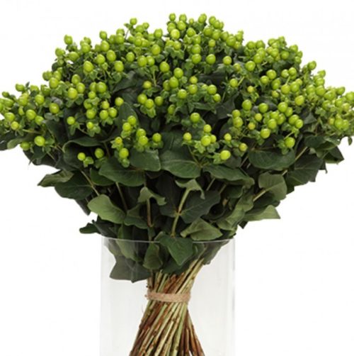 Hypericum Coco Family Bamboo