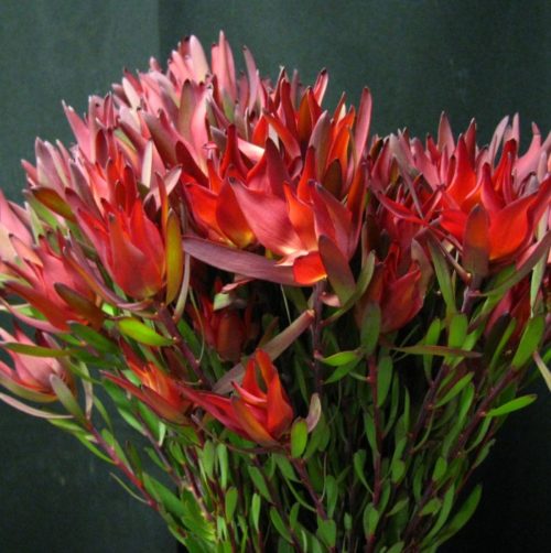 Leucadendron Blush Spray