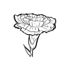 FioriBelli