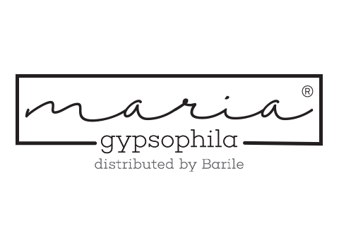 Barile Maria Gypsophila